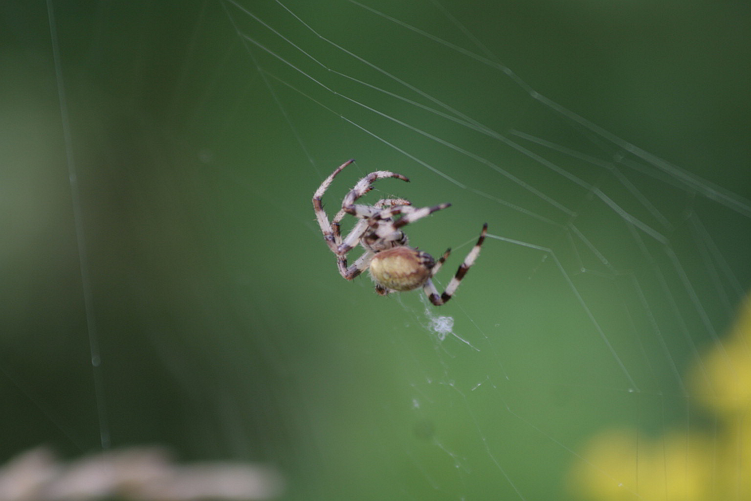 Araneus sp.